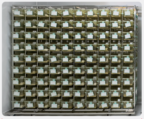 Стеллаж для клеток мышей IVC (IVC Mouse Cage Rack), 90 позиций