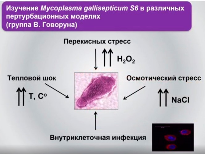 изучение mycoplasma gallisepticum s6.jpg изучение mycoplasma gallisepticum s6