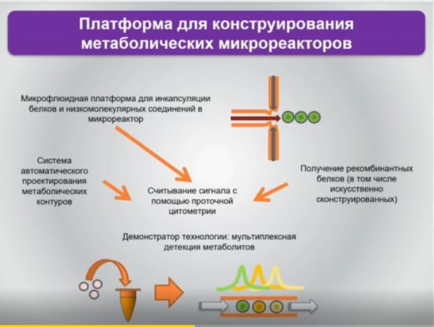 платформа для конструирования метаболических микрореакторов.jpg платформа для конструирования метаболических микрореакторов
