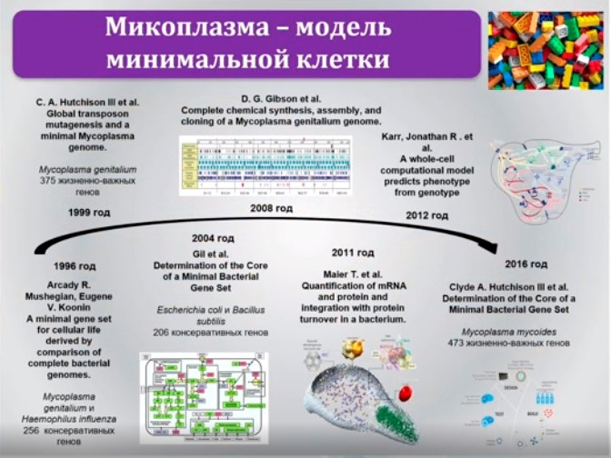 микроплазма модель минимальной клетки.jpg микроплазма модель минимальной клетки