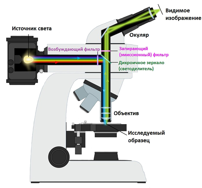 Устройство флуоресцентного микроскопа