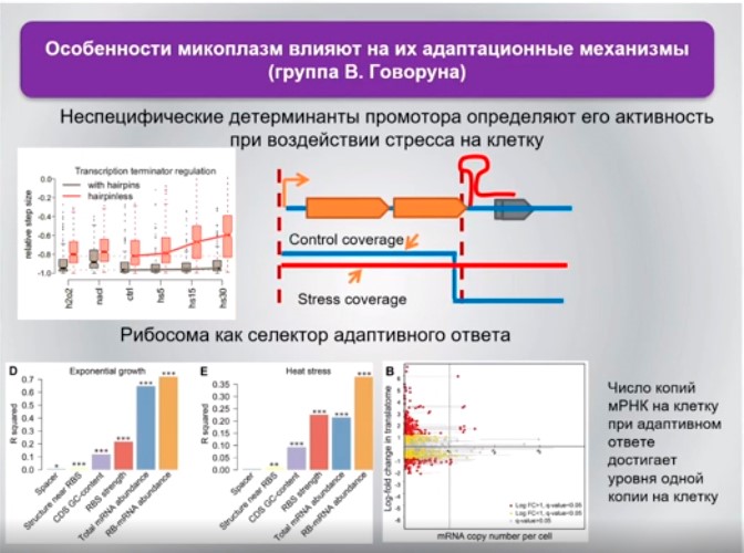 особенности микоплазм.jpg особенности микоплазм