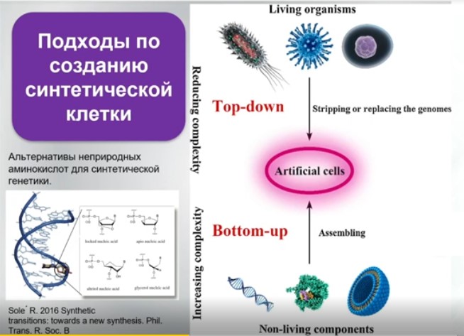 подходы по созданию синтетической клетки.jpg подходы по созданию синтетической клетки