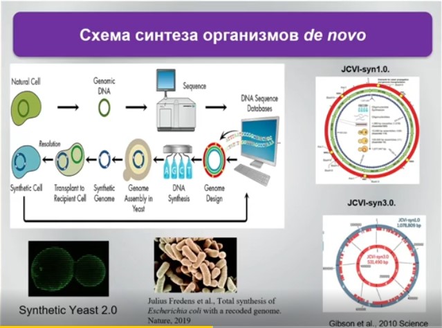 схема синтеза организмов de novo.jpg схема синтеза организмов de novo