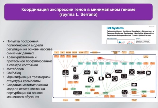 координация экспрессии генов в минимальном геноме.jpg координация экспрессии генов в минимальном геноме