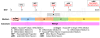 Схема дифференцировки моторных нейронов, полученных из hPSC, с использованием набора для дифференцировки моторных нейронов hPSC
