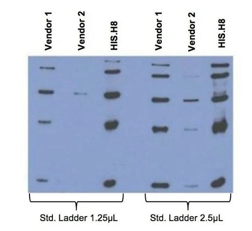 Антитела к 6x-His Tag (HIS.H8) мышиные моноклональные, 100 мкг, Thermo