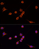 Антитела Anti-Mouse IgG (H+L) козьи, поликлональные, конъюгированные с TRITC, иммунофлуорисценный анализ NIH/3T3 клеток