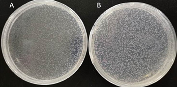 Пример клонирования и трансформации ДНК-фрагментов с разными концами. А: ТА-концы В: Липкие концы