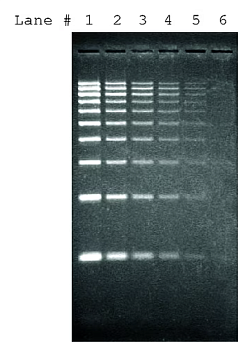 Краситель SYBR Green I, 10’000x, раствор в ДМСО, Sigma-Aldrich, Merck (Millipore, Sigma-Aldrich, Supelco)